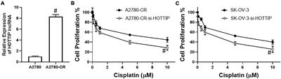 HOTTIP-miR-205-ZEB2 Axis Confers Cisplatin Resistance to Ovarian Cancer Cells